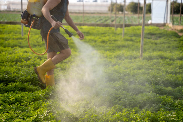 Best Ant Control Services  in Lake Arbor, MD